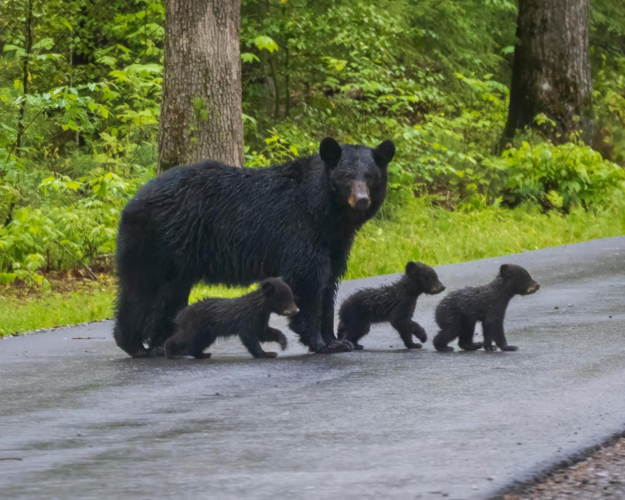 Magical Moments Villa Gatlinburg Dış mekan fotoğraf